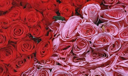 Beautiful:1hjudxnb6eu= Red Rose