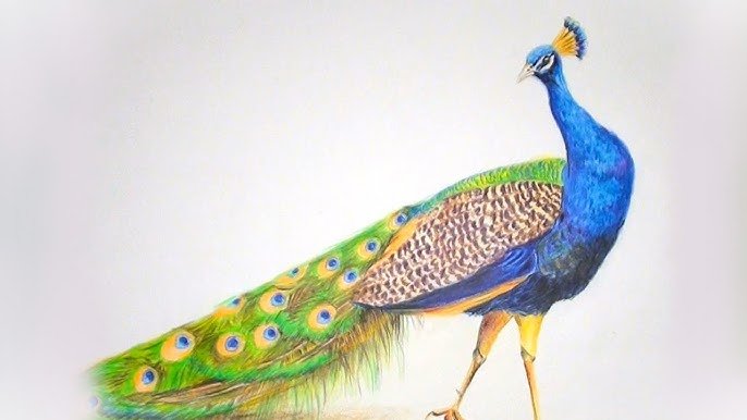 Beautiful:0bw4om9kzng= Peacock Drawing