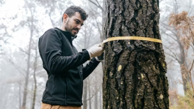 The Undeniable Benefits of Professional Home Tree Trimming Services Trees are magnificent assets to any property, offering shade, beauty, and often enhancing curb appeal. However, like any living part of your landscape, they require regular care to remain healthy, safe, and aesthetically pleasing. While it might seem like a task you can tackle yourself, the benefits of opting for professional home tree trimming services far outweigh the DIY approach. Engaging experts ensures that your trees not only thrive but also contribute positively to your property's overall well-being and safety. Enhancing Tree Health and Longevity Professional Home Tree Trimming is crucial for the long-term health of your trees. Experts know precisely which branches to remove – those that are dead, diseased, or insect-infested – preventing the spread of issues to healthy parts of the tree. Proper pruning techniques also improve air circulation and sunlight penetration within the canopy, which are vital for healthy growth. By removing competing or crossing branches, professionals encourage stronger structural development, leading to more resilient trees that can withstand environmental stressors and enjoy a longer lifespan. Improving Property Safety and Preventing Damage Neglected trees can pose significant safety hazards. Overgrown or weak branches, especially during strong winds, storms, or heavy snowfall, can break off and cause substantial damage to your home, vehicles, or even injure people. Professional home tree trimming systematically identifies and removes these dangerous limbs before they become a problem. This proactive approach significantly reduces the risk of property damage and ensures the safety of your family and visitors, offering peace of mind, especially during unpredictable weather conditions. Boosting Curb Appeal and Property Value A well-maintained landscape, featuring healthy and shapely trees, significantly enhances your property's curb appeal. Professional trimmers can shape trees to complement your home's architecture and the surrounding garden, creating an attractive and manicured look. Overgrown or unruly trees can detract from your property's aesthetic and even obscure views. Investing in regular home tree trimming not only makes your property more inviting but can also increase its market value, making it a wise investment for homeowners. Expertise in Tree Species and Proper Techniques Different tree species have unique growth habits and require specific trimming techniques. What works for an oak might not be suitable for a maple. Professional arborists possess extensive knowledge about various tree species, understanding their growth patterns, disease susceptibility, and optimal pruning times. They use specialized tools and proven methods to make precise cuts that promote healing and prevent future issues. Their expertise ensures that your trees receive the correct treatment, preventing damage that can arise from improper trimming by amateurs. Saving Time and Effort Tree trimming, especially for larger trees, is physically demanding and time-consuming work. It often involves working at heights, using heavy equipment, and requires significant cleanup. By hiring professionals, you free up your valuable time and energy, which can be better spent on other pursuits. The experts arrive with all the necessary tools and equipment, complete the job efficiently, and handle all the debris removal, leaving your property clean and tidy. This convenience is a major benefit of professional home tree trimming services.